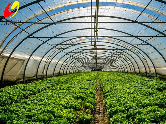 1.4MW Hot water boiler for greenhouse